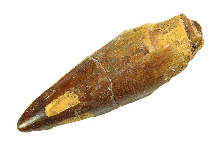 Fossil Spinosaurus Tooth - Real Dinosaur Tooth #351552